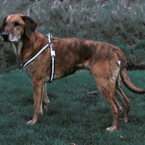 ReFlash hundesele med diodelys.